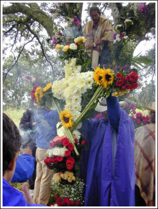 Tree 2002