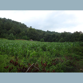  The cornfield.   2/8/09